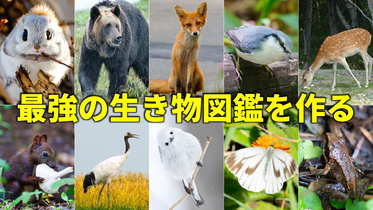 Creating an illustrated guide to Hokkaido's wild animals - YouTube