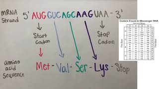 GN 311 mini exam video 5-2