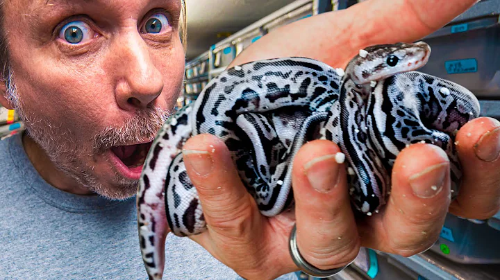 SILVER AND BLUE SNAKES HATCH!! (SUPER LORI LEOPARD...