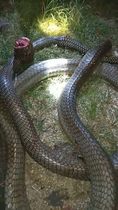 😱😱😱ular kobra masuk kampung