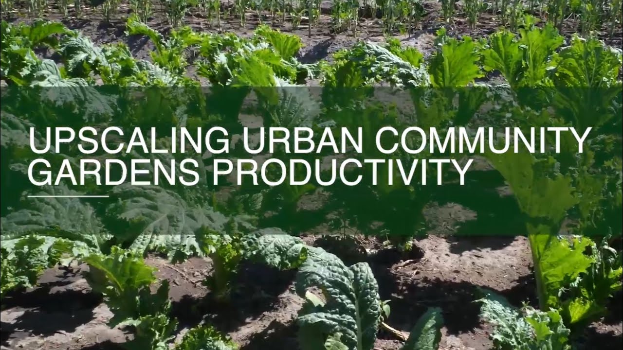 KURIMA MAGARDEN KUNE MARI | Urban Gardening