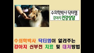 수의학박사 닥터엠이 알려주는 강아지 신부전 치료 및 대처방법