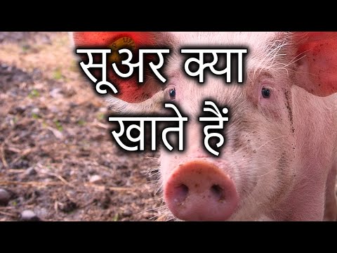 वीडियो: सूअरों को कैसे खिलाएं?