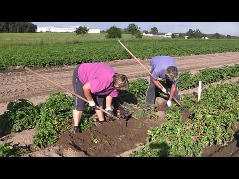 Video: Sklizeň Brambor Do června