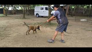 Belgian Malinois 3 months old and 7 weeks old puppy obedience training