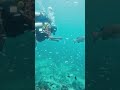 Lakshadeep | Scuba diving | #youtubeshorts #scubadiving #lakshadweep