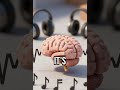 Your brain dances to music! #NeuralEntrainment #FunFact #BrainBeats