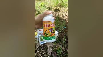 Sản Phẩm chống rụng trái non ổi RUBY hiệu quả