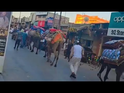 عمره 800 سنة ركب السيد البدوي بالجمال والزواد يصل طنطا