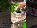 白い植物を寄せ植え#shorts #ガーデニング #園芸 #フローラ黒田園芸 #黒田園芸 #黒田健太郎 #寄せ植え