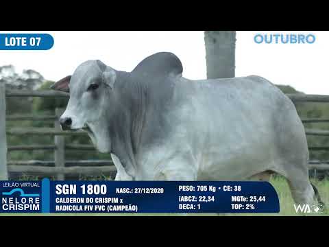 LOTE 07 SGN 1800