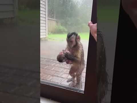 Capuchin Monkey And Baby Saved From Heavy Rain