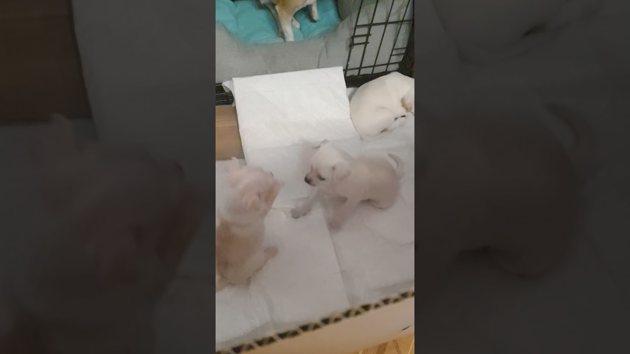 Angry Chihuahuas Fight Club //ACFC// Fight Night №13