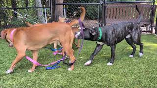 Sweet silly puppy play w/ Jojo, Worcestershire, Dolores, &amp; Goober