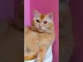 maxx🙋‍♀️ #bangladesh #vlogwithsohelvillagelifestyleinbangladeshbeautiful #catcare #cute #cathealth