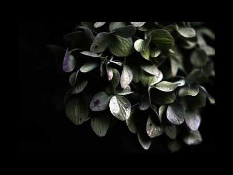 Misty(Chromatic harmonica:Tokunaga Sound)