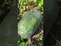 Berat buah semangka hingga mencapai 7kg lebihh