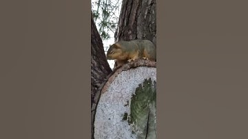 Squirrel running in the tree