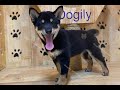 Chó Shiba Inu black tan thuần chủng | Chomeocanh.com