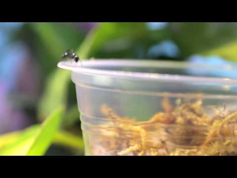 HIDDEN VIDEO: POLYRHACHIS ANTS BUILDING A NEST - HIDDEN VIDEO: POLYRHACHIS ANTS BUILDING A NEST