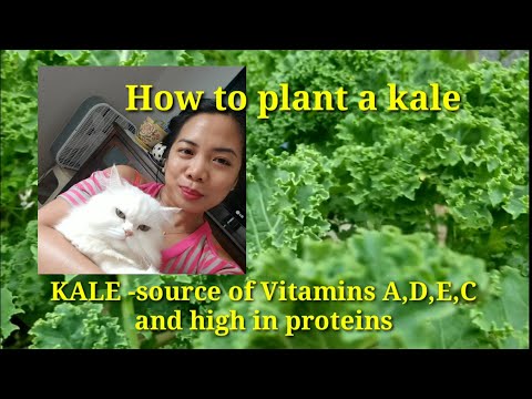 Kale plant guide. How to plant a kale. Paano magtanim ng kale