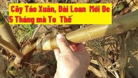 Cây Táo Xuân, Táo Đài Loan Mới Trồng Được 5 Tháng Lớn Thế Nào l Nui Đoi Luc Ngan 98