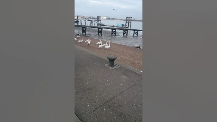 Birds with attitude