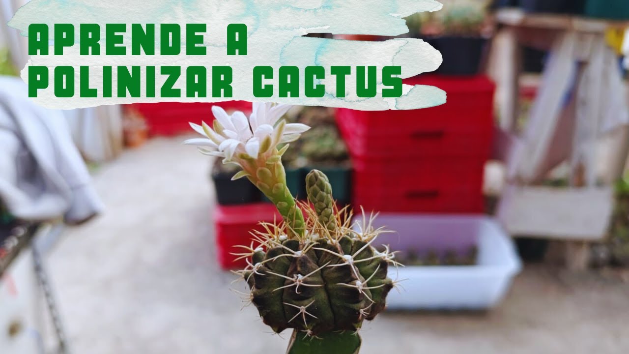 Enseñando como POLINIZAR cactus Gymnocalycium para generar semillas, Cactus Land Quiché