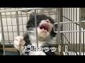 ご飯の要求が激しい保護子猫