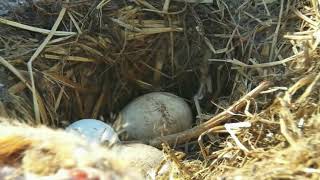 Decorah Eagles DM2 Calling \& View Of the 3 Eggs 3\/3\/19