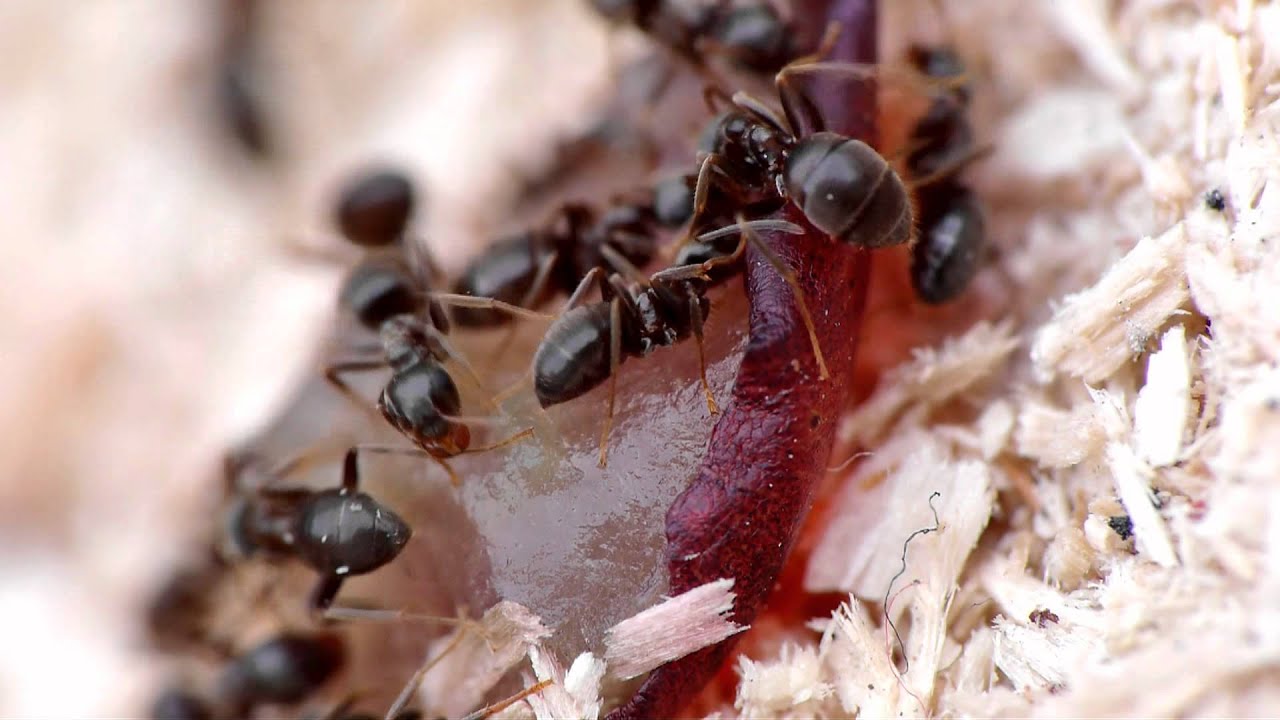 Panasonic GH13 Ants Macro