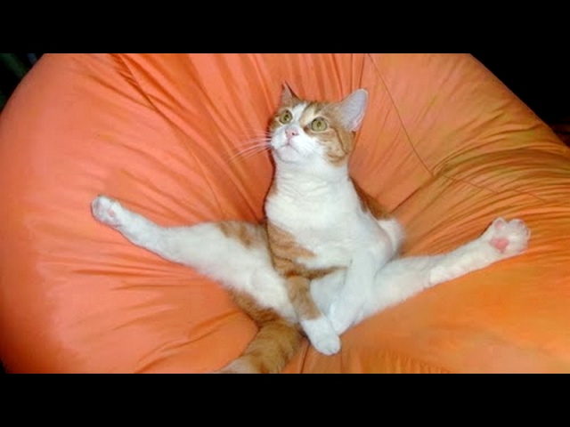 Funny CATS - HOLD YOUR LAUGH IF YOU CAN (CHALLENGE) - YouTube