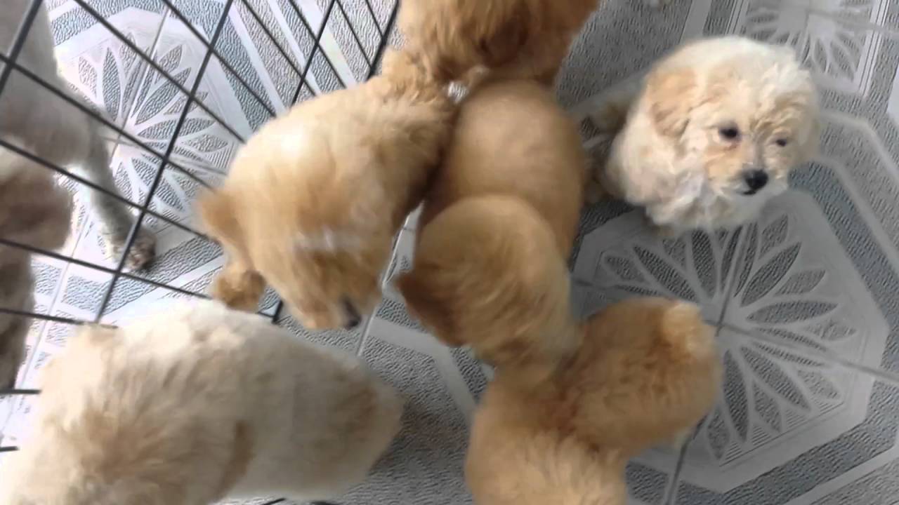 camera iphone 8 plus apk Toy poodle puppies for sale Ph