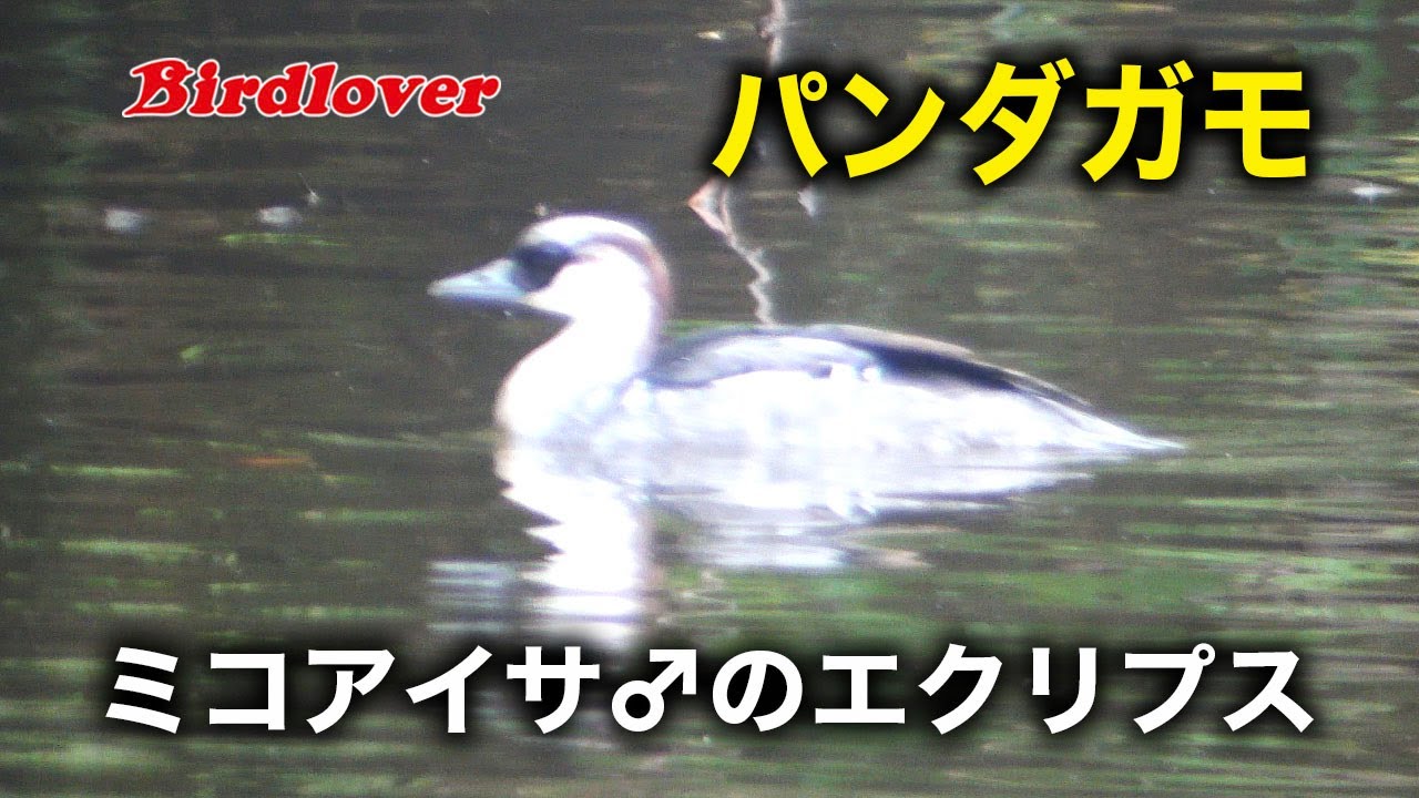 パンダ鴨発見！ミコアイサ♂｜Birdlover