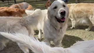 Golden retriever meet up Brisbane. September 2023 - Wishart dog park