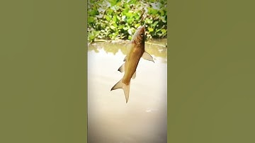 Đi Câu - Giật Cá Chốt Đã Tay Luôn #dicauca #caucachot #3anhem #3anhemtdt #3anhemtdt22