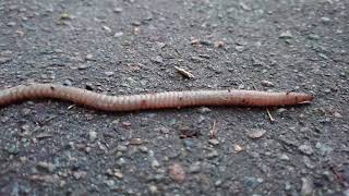 Величезний дощовий хробак 40 cm Huge earthworm #warm