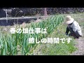 自給暮らしvlog｜冬の名残りと春の食材でおうちごはん｜春の農作業は何をしていても楽しいものです｜#63