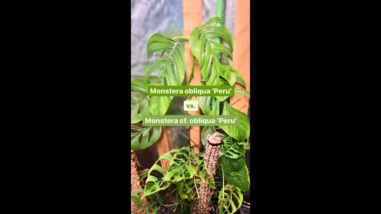 Monstera obliqua 'Peru' vs. c.f. obliqua 'Peru' - YouTube