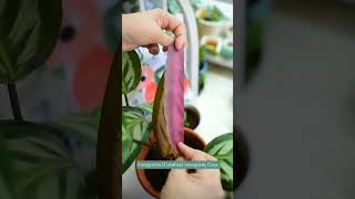 Identify Plants from Leaves - The Ultimate Guide to Leaf Identification | #Shorts