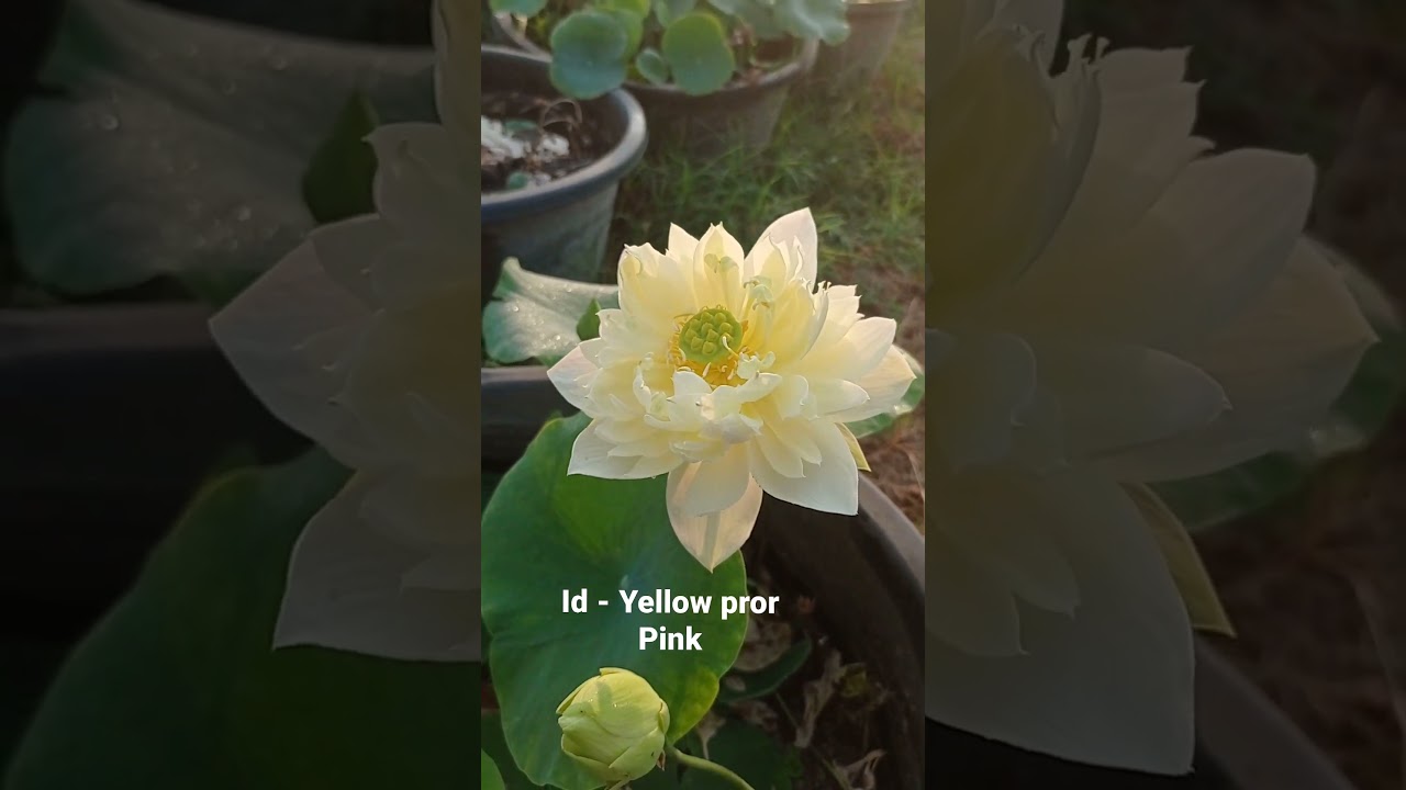 lotus - Yellow pror pink