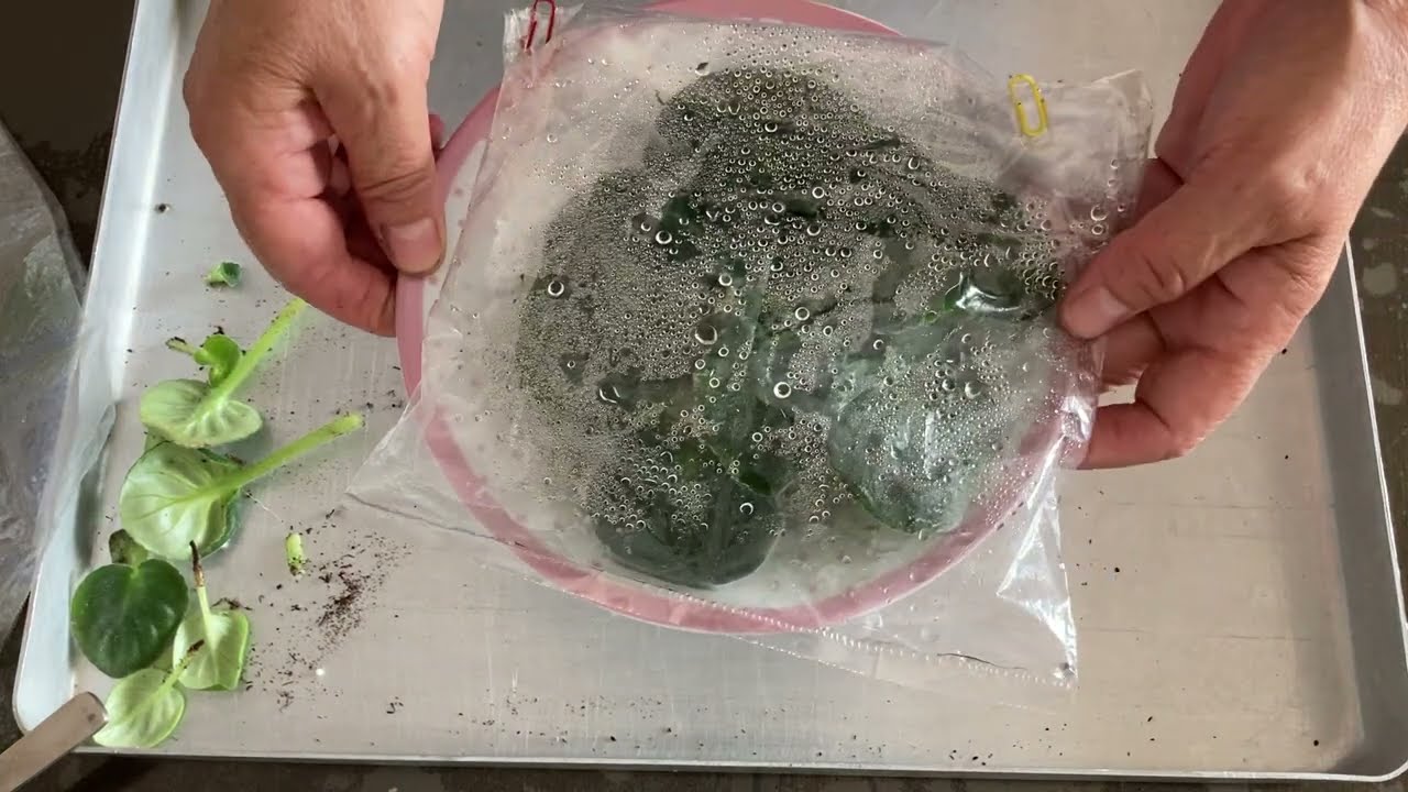 363. Menekşede Kök Çürümesi Nasıl  Çözüm Bulunur?