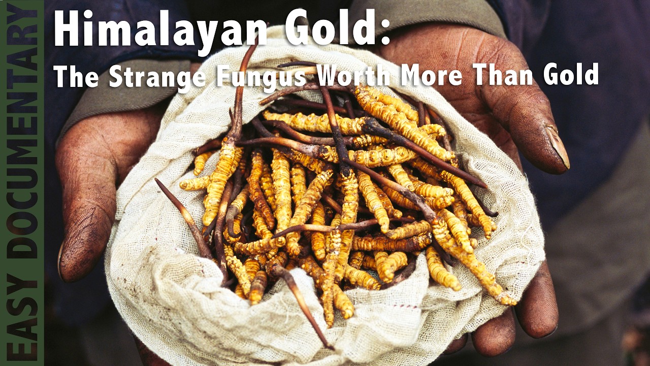Himalayan Gold: The Strange Fungus Worth More Than Gold - Full Nature Documentary