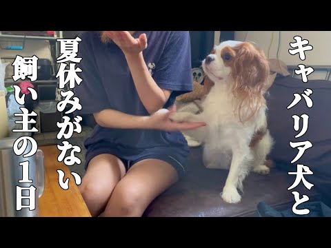 キャバリア犬と夏休みがない飼い主の８月のとある１日【ルーティン動画】