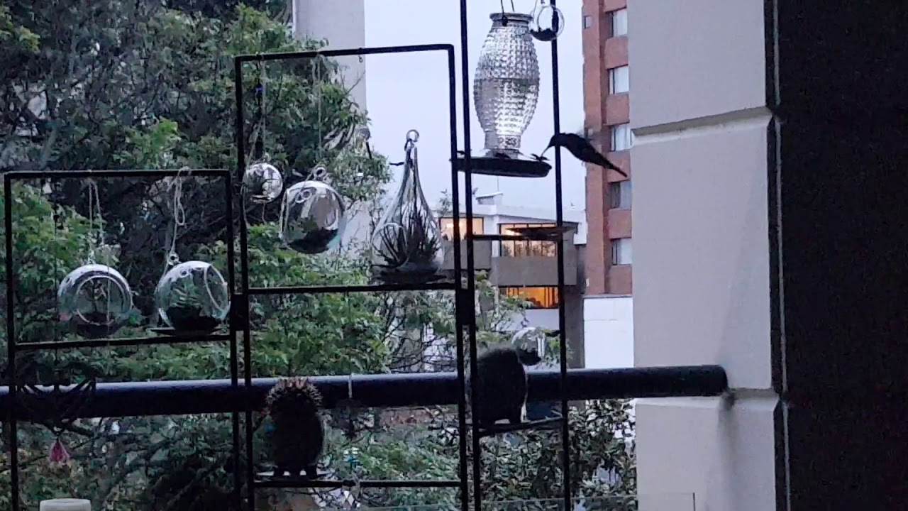 El Colibrí y el Gato