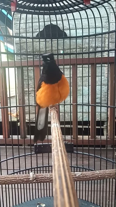 pancingan murai borneo ampuh buat burung macet bunyi.. (2)
