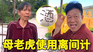 【合集】搞笑农村：母老虎使用离间计，故意用藏酒图陷害老头，没想到他又跑出去喝酒了【李叮长】#搞笑 #农村生活 #funny