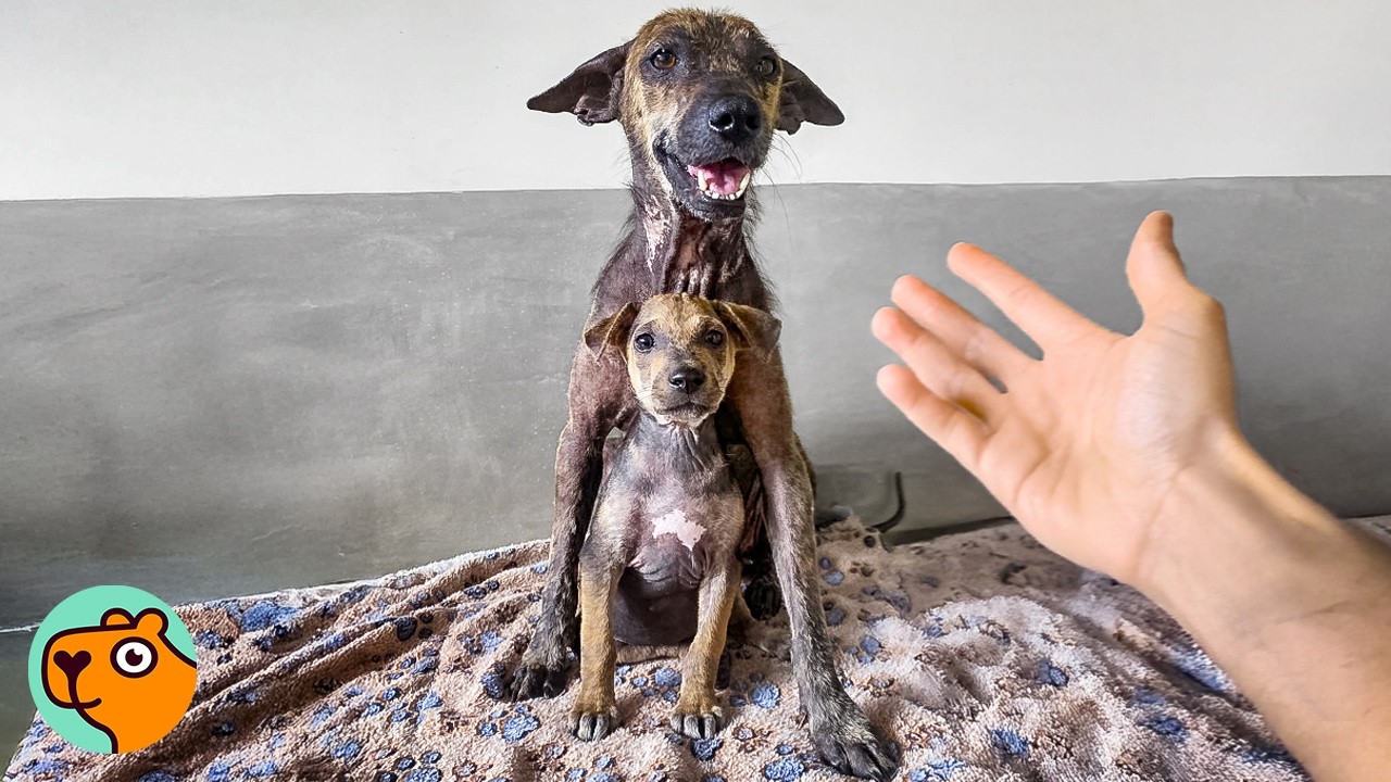 Mama Dog Did Everything to Protect Her Puppy | Cuddle Buddies