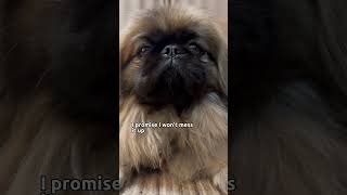 One last chance, please Lord!  #dog #pekingese #doglover #funny #funnypuppy #dogowner #pets