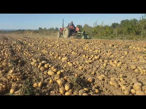 Video: Zahtjevi Za Tlo Za Krumpir